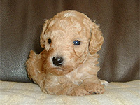 トイプードルアプリコット子犬の写真