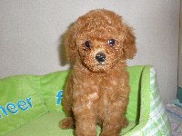 トイプードル子犬の写真
