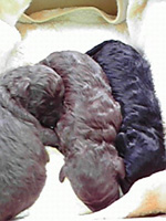 トイプードルブラックの子犬の写真