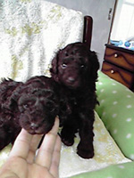 トイプードルブラックの子犬の写真