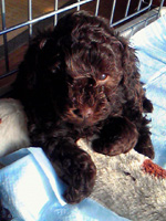 トイプードルブラウン子犬の写真